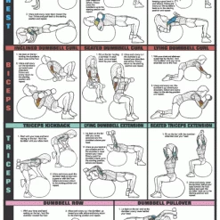 WebCitz - The Fitness Store Algra Co-Ed Series Exercise Ball Chest, Biceps, Triceps, And Back Chart