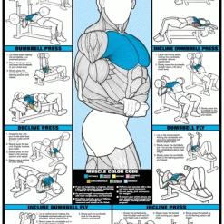 WebCitz - The Fitness Store Algra Co-Ed Series Chest Workout Chart Accessories