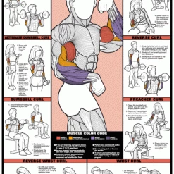 WebCitz - The Fitness Store Algra Co-Ed Series Bicep And Forearm Workout Chart Accessories