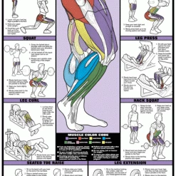 WebCitz - The Fitness Store Accessories Algra Co-Ed Series Leg Workout Chart