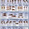 WebCitz - The Fitness Store Dumbbell Exercises Poster - Shoulder And Arms Accessories