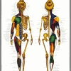 WebCitz - The Fitness Store Algra Female Muscular & Skeletal Poster Accessories