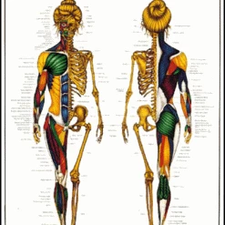 WebCitz - The Fitness Store Algra Female Muscular & Skeletal Poster Accessories