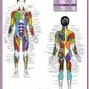 WebCitz - The Fitness Store Accessories Female Muscle Diagram Poster