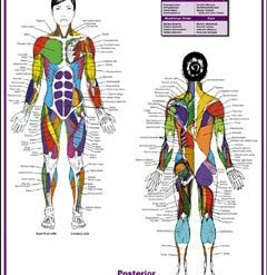 WebCitz - The Fitness Store Accessories Female Muscle Diagram Poster