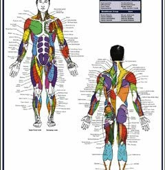 WebCitz - The Fitness Store Male Muscle Diagram Poster Accessories