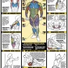 WebCitz - The Fitness Store Chart Series II Weight Training Stretches Poster Accessories