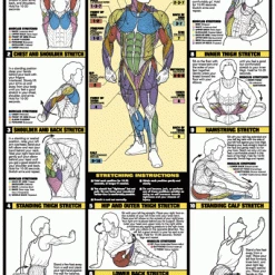 WebCitz - The Fitness Store Chart Series II Weight Training Stretches Poster Accessories