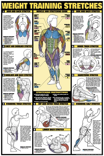 WebCitz - The Fitness Store Chart Series II Weight Training Stretches Poster Accessories 3 WebCitz - The Fitness Store Chart Series II Weight Training Stretches Poster Accessories