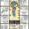 WebCitz - The Fitness Store Chart Series II Exercise Stretches Poster Accessories