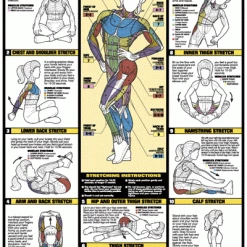 WebCitz - The Fitness Store Chart Series II Exercise Stretches Poster Accessories