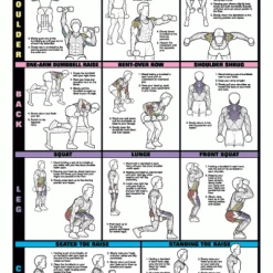 WebCitz - The Fitness Store Accessories Chart Series II Dumbell Exercises - Shoulder, Back, Leg, Calf Poster
