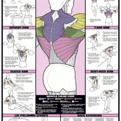 WebCitz - The Fitness Store Accessories Chart Series II Back Workout Poster