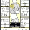 WebCitz - The Fitness Store Chart Series II Shoulder Workout Poster Accessories