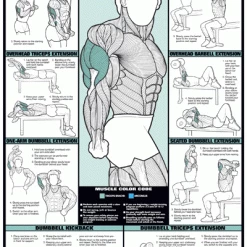 WebCitz - The Fitness Store Accessories Chart Series II Triceps Workout Poster