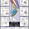 WebCitz - The Fitness Store Accessories Chart Series II Leg Workout Poster