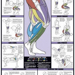 WebCitz - The Fitness Store Accessories Chart Series II Leg Workout Poster