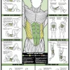 WebCitz - The Fitness Store Accessories Chart Series II Abdominal Workout Poster