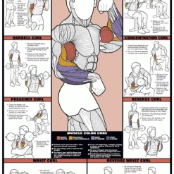 WebCitz - The Fitness Store Chart Series II Biceps And Forearm Workout Poster Accessories